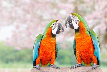 Two parrot standing on dry tree with pink flower background