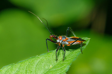 Fototapeta na wymiar Assassin Bug , Reduviidae,bugs.