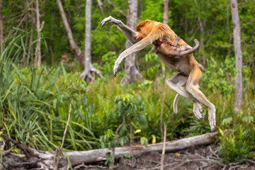 Proboscis Monkey (Nasalis larvatus) endemic  of Borneo. Female with a baby jumping from tree to tree