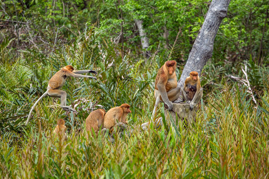 Group of Proboscis Monkeys (Nasalis larvatus) endemic of Borneo in the forest