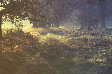 alley in autumn coat, colorful, yellow leaves on the trees