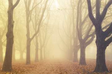 autumn in the park, yellow leaves on the avenues