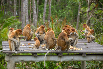 Group of Proboscis Monkeys (Nasalis larvatus) endemic of Borneo sitting on the feeding platform in Sarawak.