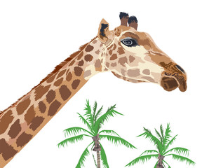 Beautiful adult Giraffe with coconut tree. illustration isolated on white background