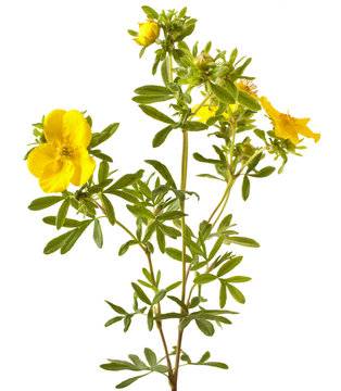 Shrubby Cinquefoil blooming, isolated on white background (Potentilla)
