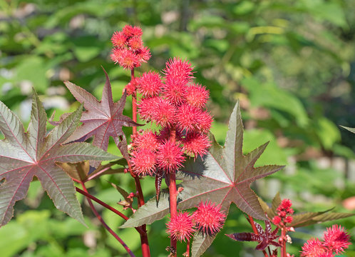 Wunderbaum, Rizinus, Ricinus communis