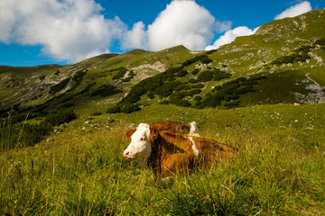 Fototapeta na wymiar Happy cows in the Alps / Happy and healthy cows in the Austrian mountains