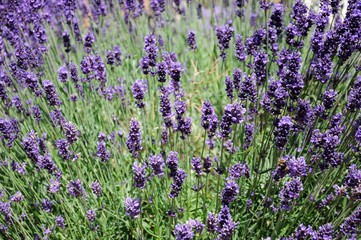 Fototapeta premium Lavender plant in full bloom, UK.