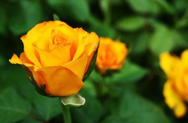 bright beautiful yellow rose. bud. macro photo. low depth of field.