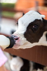 Feeding Young Cow with Milk Bottle