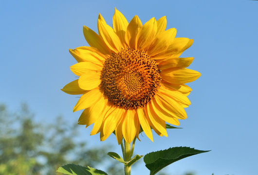 yellow sunflower and blue sky