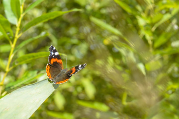 Fototapeta na wymiar Butterfly sitting on the leaf against a blurred background of greens