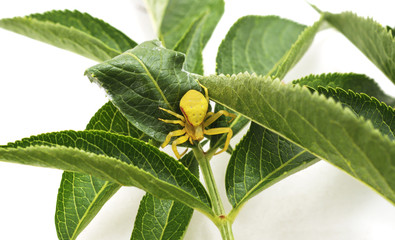 Yellow spider on leaves.