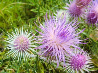 The pink milk thistle flower in bloom in summer morning.