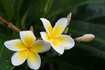Fototapeta na wymiar White Yellow Plumelia Flower in The Garden