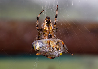Garden spider (Araneus diadematus) eating a fly, wrapped in silk
