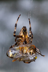 Garden spider (Araneus diadematus) eating a fly, wrapped in silk
