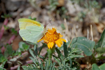 südlicher zitronenfalter von mallorca