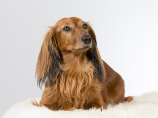 Wiener dog portrait. The dog is also known as a dachshund. Image taken in a studio.