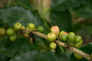 Red, green coffee beans on the branch