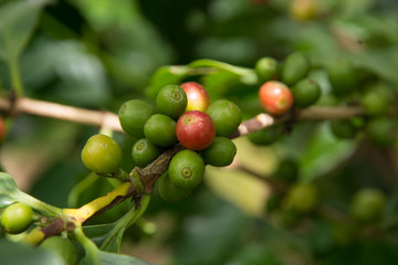 Red, green coffee beans on the branch