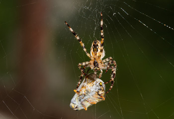 Garden spider (Araneus diadematus) eating a fly, wrapped in silk
