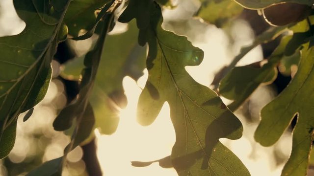 green oak leaves at sunset in autumn forest