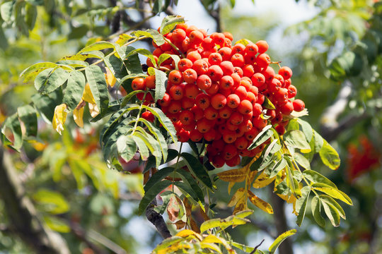 Eberesche Nahaufnahme im Herbst