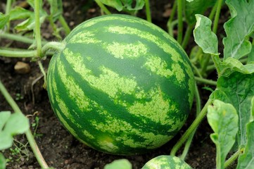 ripening water-melon
