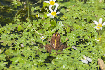 Perezi frog, Pelophylax perezi, in a pond. Photo taken in Toledo Mountains, Ciudad Real Province, Spain