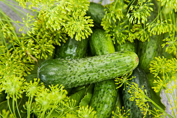 cucumber