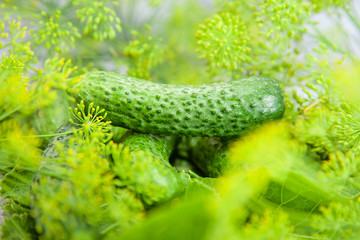 cucumber