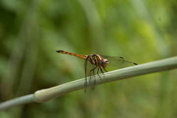 dragonfly stay on branch in summer