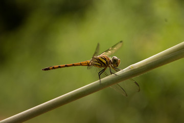 dragonfly stay on branch in summer