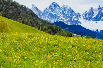 Alpine meadow in the spring sunshine.