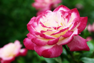 bright beautiful pink rose. macro photo. low depth of field.