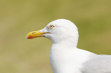 seagull in the nature