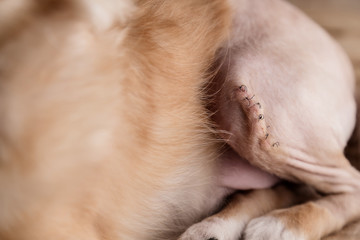 Operating wound on abdomen by dog