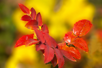 Red and Orange Fall Leaves on a Bush