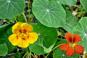 colorful bright nasturtium flowers on a background summer landsc