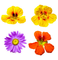 colorful bright flowers isolated on white background