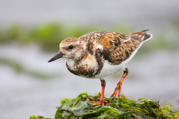 Ruddy Turnstone on the beach of Paracas Bay, Peru