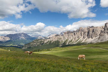 Fototapeta na wymiar cows in the Alpine mountains