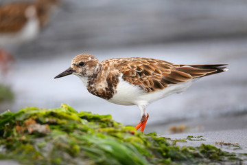 Ruddy Turnstone on the beach of Paracas Bay, Peru