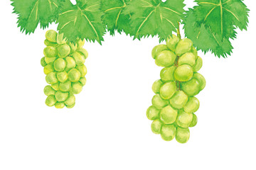 シャインマスカット