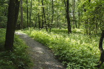 Rocky trail into the woods.