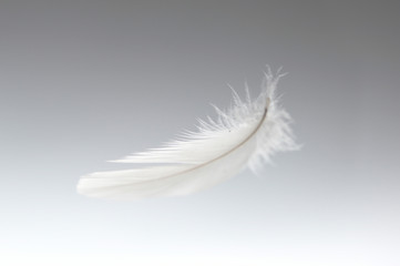 Obraz premium pióro