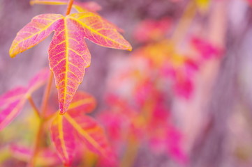 トウカエデの紅葉