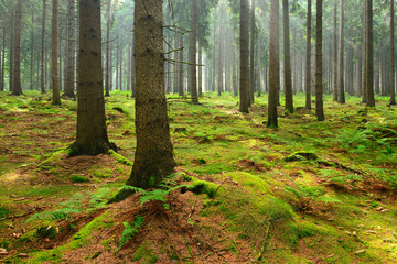 Obraz premium Spruce Tree Forest, Sunbeams through Fog illuminating Moss and Fern Covered Forest Floor, Creating a Mystic Atmosphere