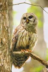 Barred owl (Strix varia) sitting on a tree